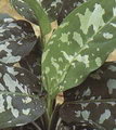 Aglaonema Pictum